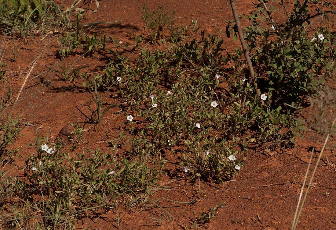 Plancia ëd Ruellia patula Jacq.