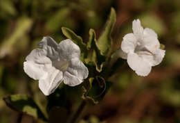 Plancia ëd Ruellia patula Jacq.