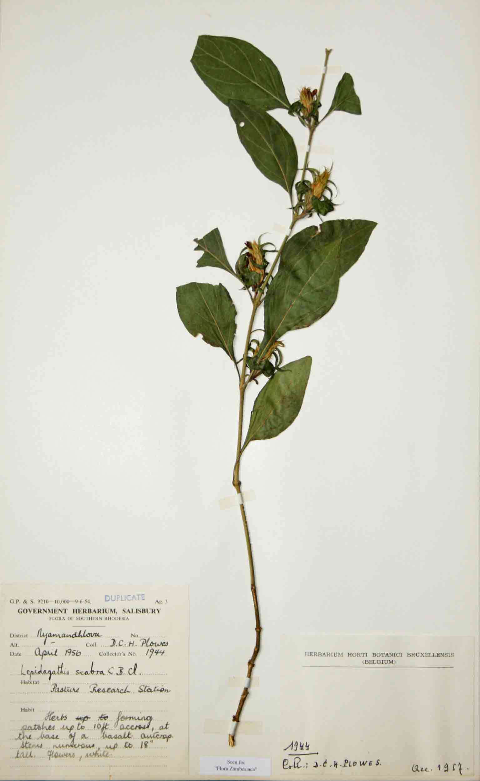 Image of <i>Lepidagathis scabra</i> C. B. Clarke