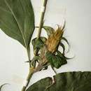Image of <i>Lepidagathis scabra</i> C. B. Clarke