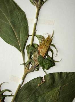 Image of <i>Lepidagathis scabra</i> C. B. Clarke