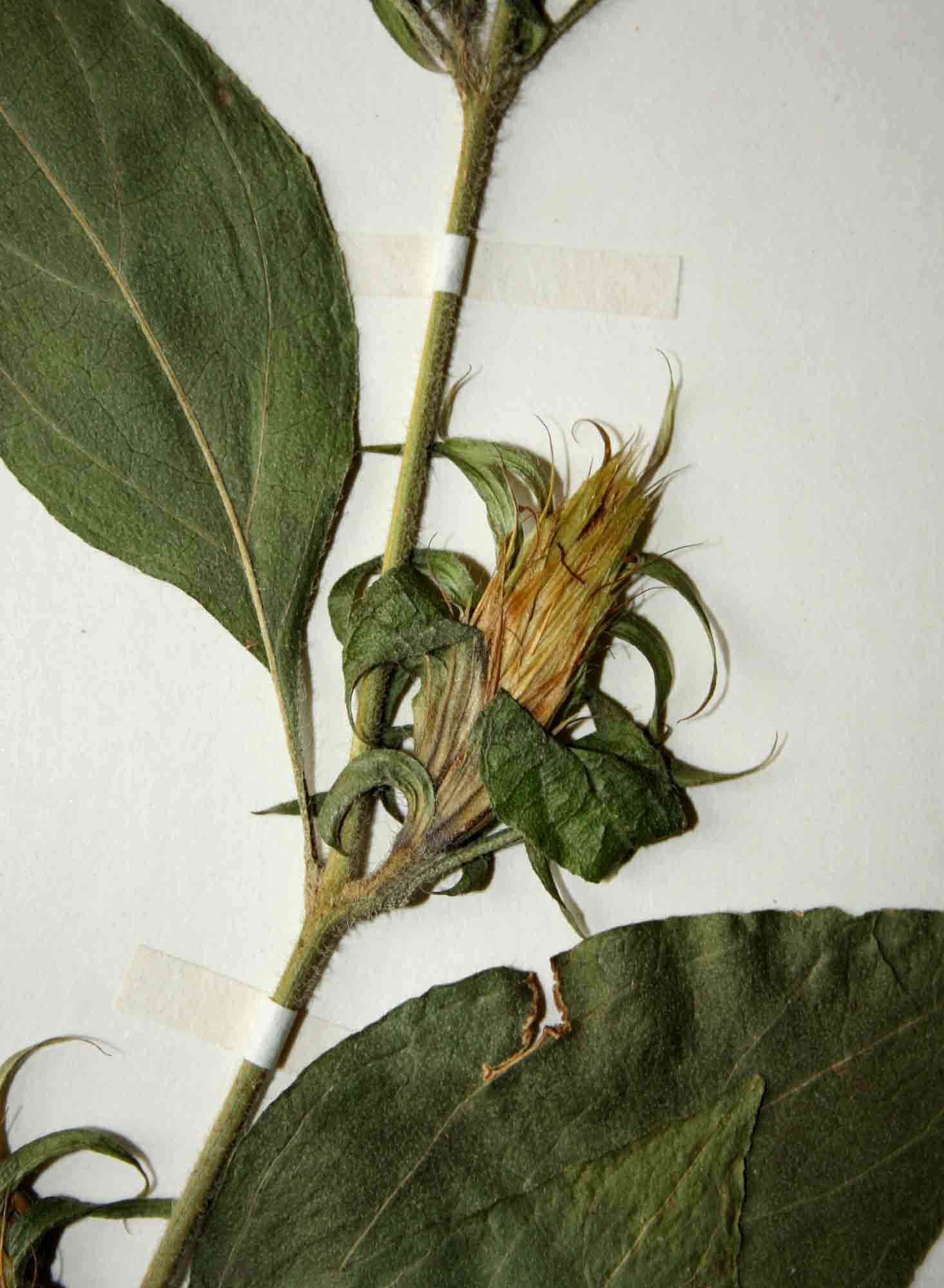 Image of <i>Lepidagathis scabra</i> C. B. Clarke