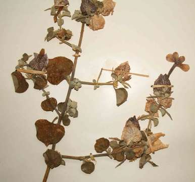 Image of <i>Barleria affinis</i> C. B. Clarke