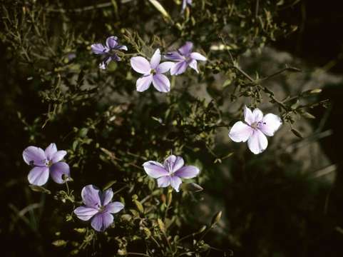 Image of Barleria aromatica Oberm.