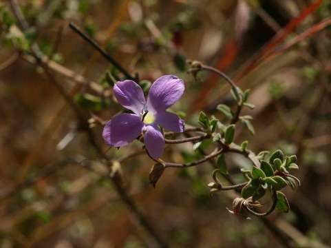 Image of Barleria aromatica Oberm.