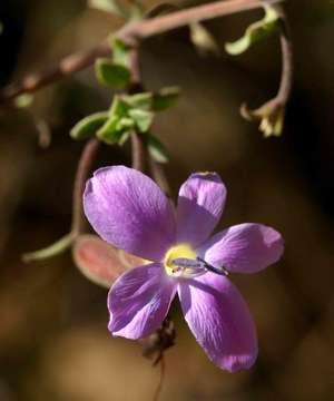 Image of Barleria aromatica Oberm.