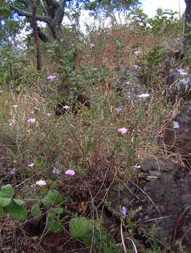 Image of Barleria aromatica Oberm.