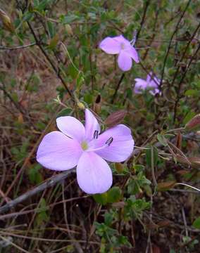 Image of Barleria aromatica Oberm.