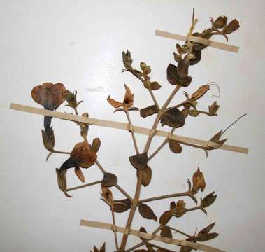 Image of Barleria aromatica Oberm.