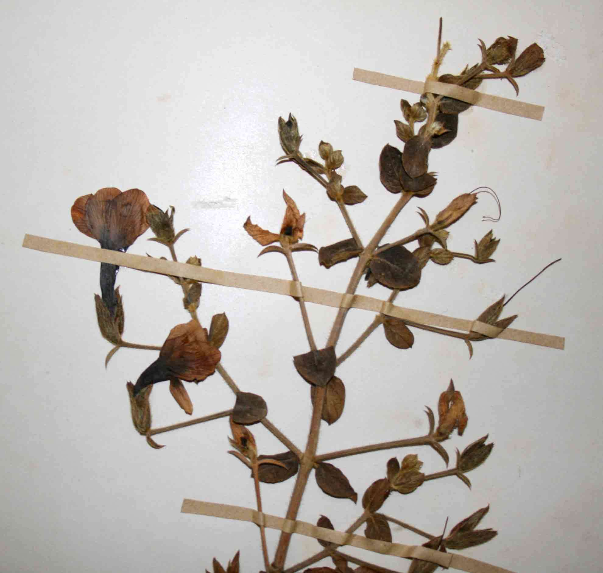 Image of Barleria aromatica Oberm.