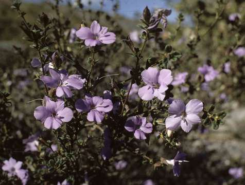 Image of Barleria crassa C. B. Cl.