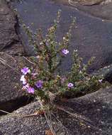 Image of Barleria crassa C. B. Cl.