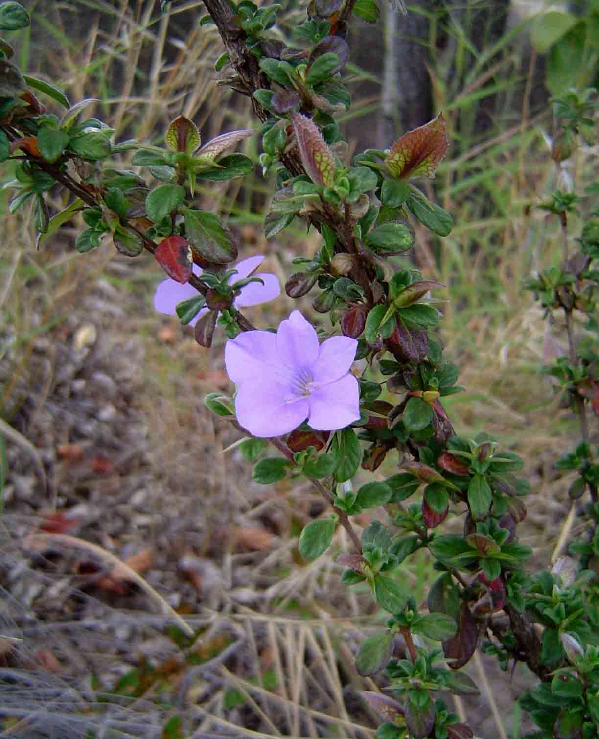 Image of Barleria crassa C. B. Cl.