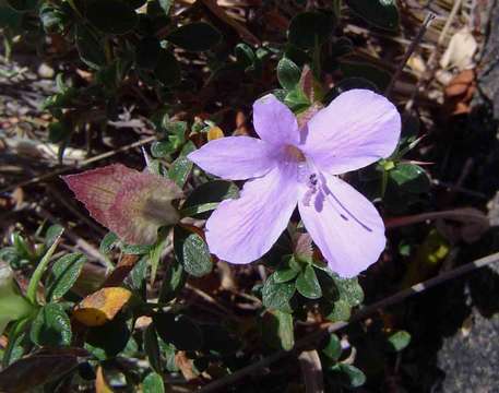 Plancia ëd Barleria crassa C. B. Cl.