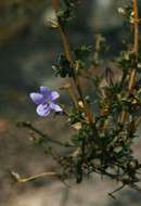 Image of Barleria crassa C. B. Cl.