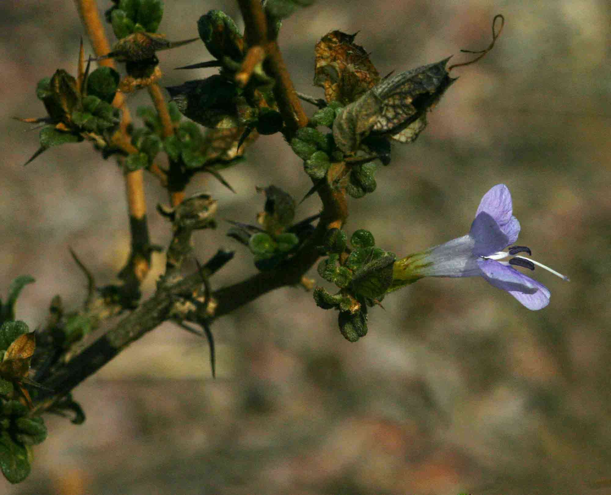 Image of Barleria crassa C. B. Cl.