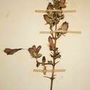 Image of Barleria crassa subsp. crassa