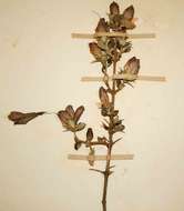 Image of Barleria crassa C. B. Cl.