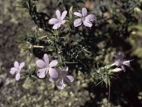 Barleria eylesii S. Moore的圖片