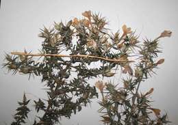 Image of Barleria eylesii S. Moore