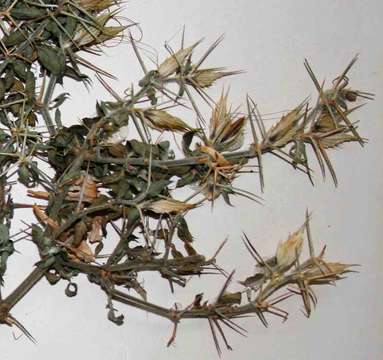 Image of Barleria eylesii S. Moore