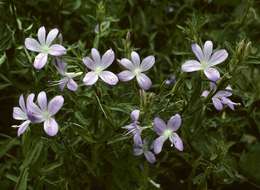 Imagem de Barleria hirta Oberm.