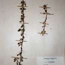 Image of Barleria holubii subsp. holubii