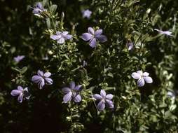 Barleria spinulosa Klotzsch的圖片