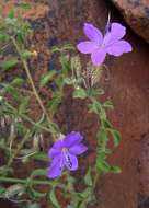 Plancia ëd Barleria spinulosa Klotzsch