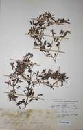 صورة Barleria spinulosa Klotzsch