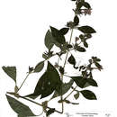 Image of Barleria spinulosa subsp. kirkii (T. Anderson) I. Darbysh.