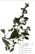 Image of Barleria spinulosa Klotzsch