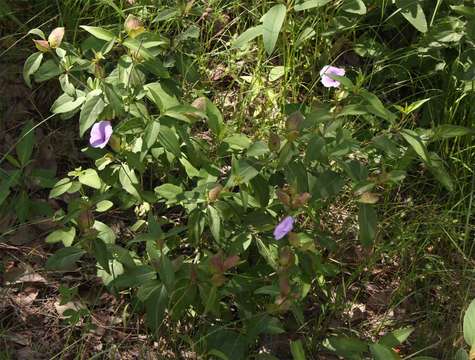 Plancia ëd Barleria mackenii Hook. fil.