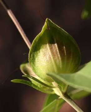 Plancia ëd Barleria mackenii Hook. fil.