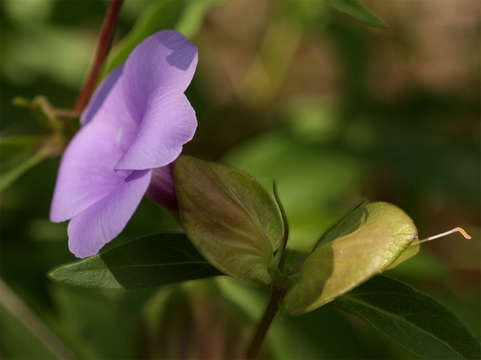 Plancia ëd Barleria mackenii Hook. fil.