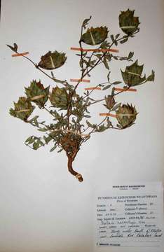 Image of Barleria macrostegia Nees