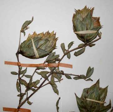 Image of Barleria macrostegia Nees