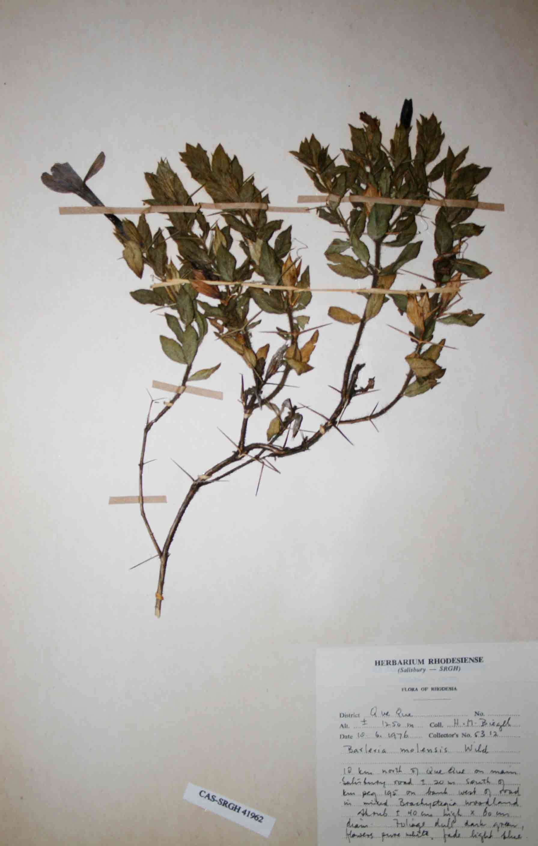 Image of Barleria molensis Wild