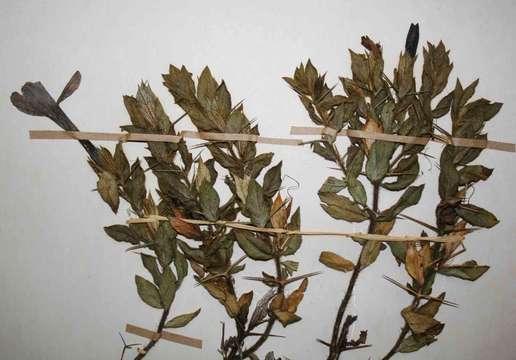 Image of Barleria molensis Wild