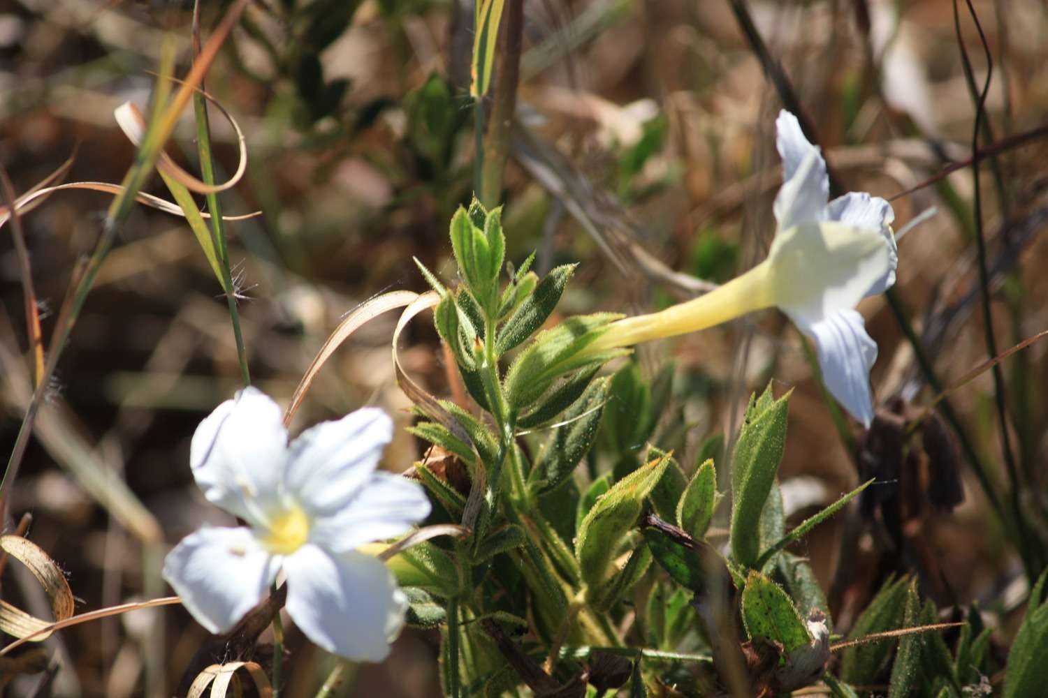 Image of Barleria molensis Wild