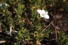 Image of Barleria molensis Wild