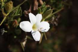 Image of Barleria molensis Wild