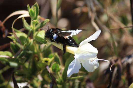 Barleria molensis Wild的圖片