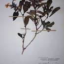 Image of Barleria prionitis subsp. ameliae (A. Meeuse) R. K. Brummitt & J. R. I. Wood
