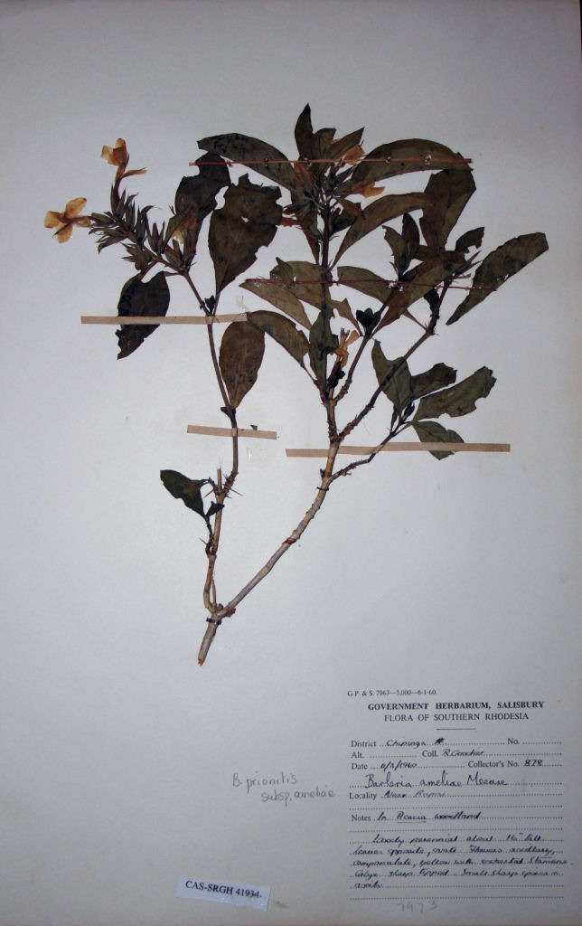 Plancia ëd Barleria prionitis L.