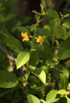 Plancia ëd Barleria prionitis L.