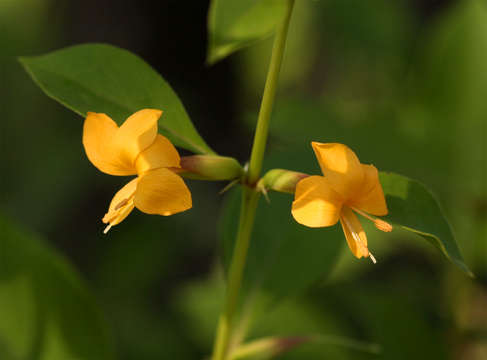 Imagem de Barleria prionitis L.