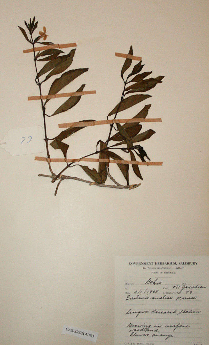 Imagem de Barleria prionitis L.