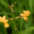 Image of Barleria prionitis subsp. ameliae (A. Meeuse) R. K. Brummitt & J. R. I. Wood