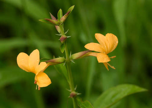 Plancia ëd Barleria prionitis L.